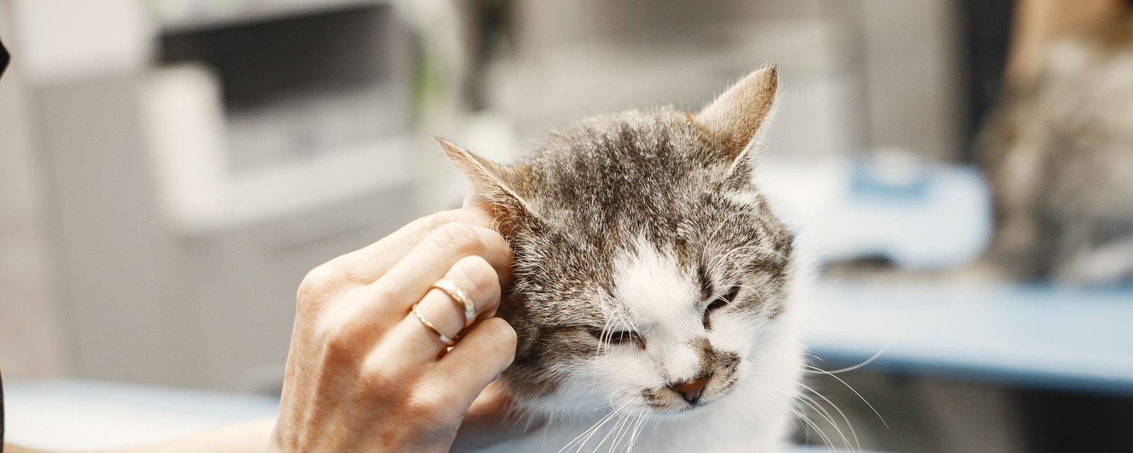 A hand steadying an adult cat during a veterinary examination.
